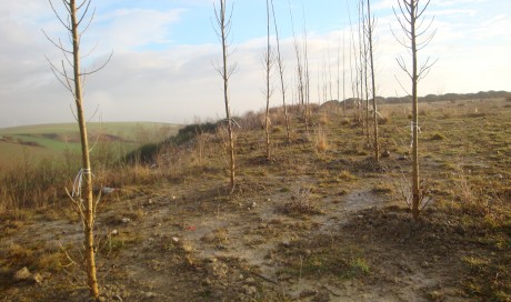 Restauración ambiental-Esparza de Galar.