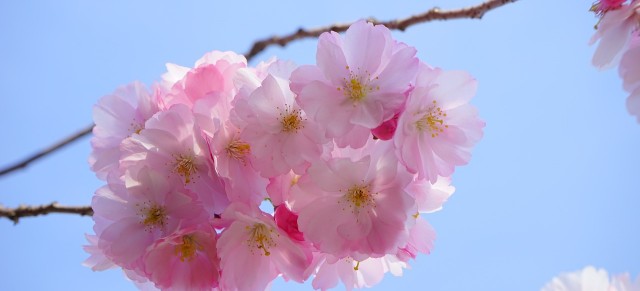 La flor del cerezo es por excelencia la flor de Marzo