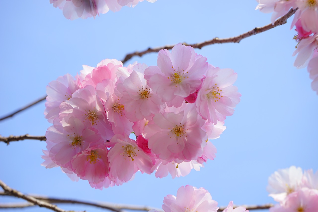 La flor del cerezo es por excelencia la flor de Marzo | Tu Jardín Navarra