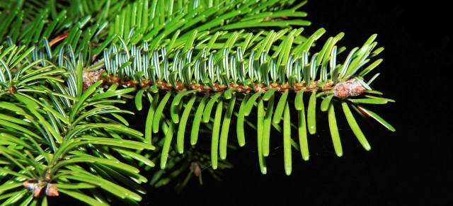 ¿Conoces la endoterapia vegetal a baja presión?