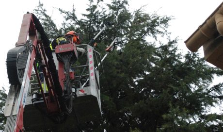 Retirada de nidos de procesionaria en Pamplona