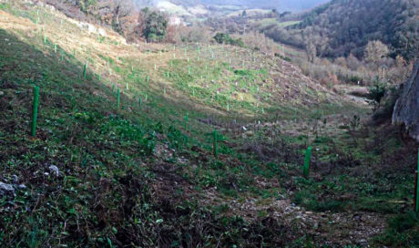 Revegetación de la cantera de Etulain (Navarra)